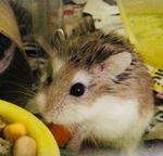 Profile (ChiomaNParent)