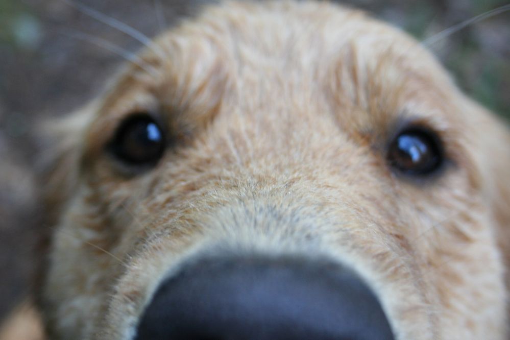 Charlie Pic.jpg