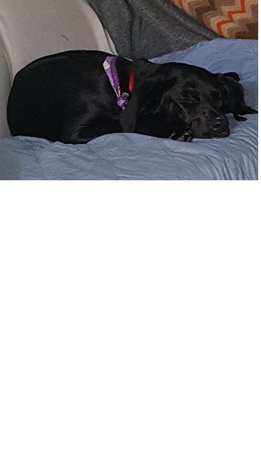 Belladog.jpg