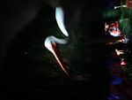 29B2D0E2-B705-4C36-9CA1-37AFDC7CE412.jpeg
