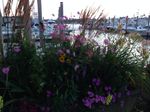 flowers.JPG