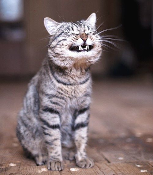 smilingCat.jpg