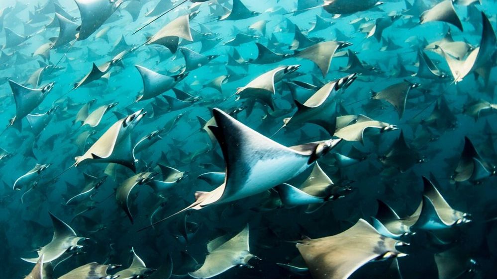 mobula-ray-1.jpg