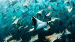 mobula-ray-1.jpg