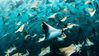 mobula-ray-1.jpg