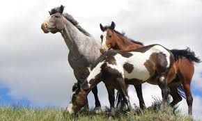 horses.jpeg