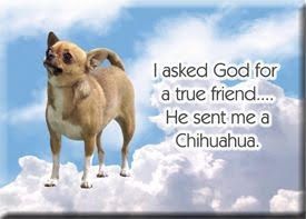 Chihuahua.jpg