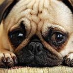 anemia-en-perros-1.jpg