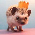 amymcclare