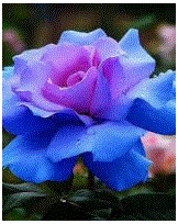 flower.GIF