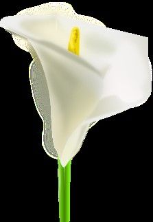 Peace Lily.jpg