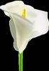 Peace Lily.jpg