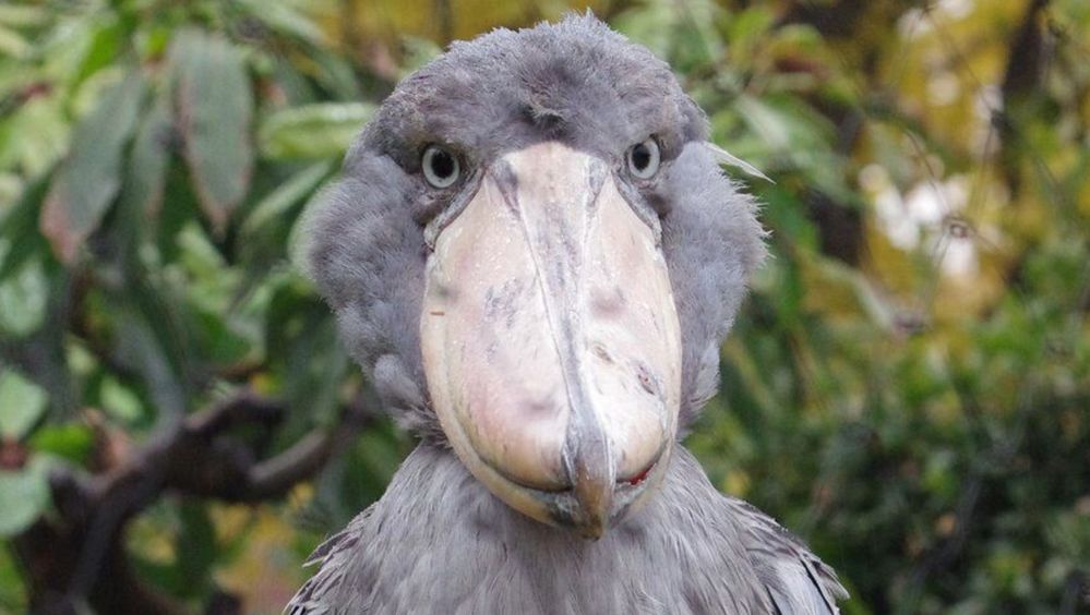 shoebill.JPG