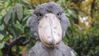 shoebill.JPG