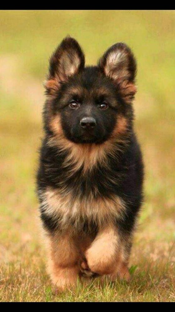 German_shepherd_-e45ed6fb-5a07-49e4-b606-01989f935cff.jpg
