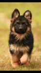 German_shepherd_-e45ed6fb-5a07-49e4-b606-01989f935cff.jpg