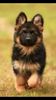 German_shepherd_-e45ed6fb-5a07-49e4-b606-01989f935cff.jpg