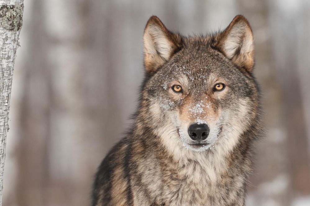 wolf.jpg