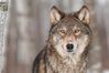 wolf.jpg