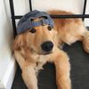 doggo with hat.jpg
