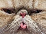 cattongue_big.jpg