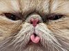cattongue_big.jpg