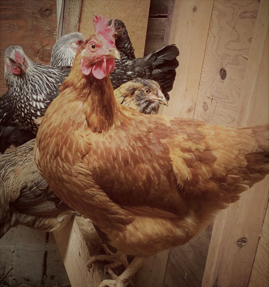 chickens1.jpg