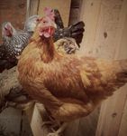 chickens1.jpg