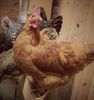 chickens1.jpg
