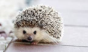 Hedgehog.jpg