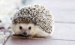 Hedgehog.jpg