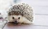 Hedgehog.jpg