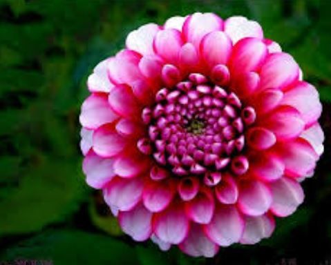Dahlia flower.JPG