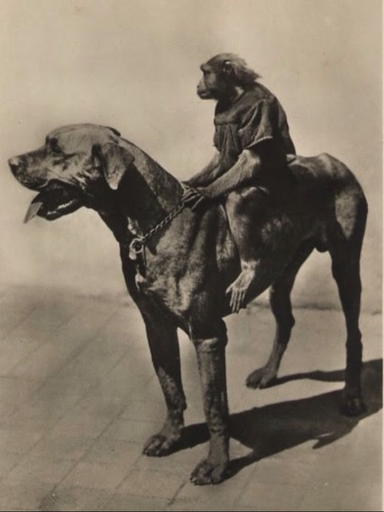 dog and monkey2.jpg