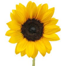 sunbflower.jpg