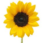 sunbflower.jpg