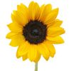 sunbflower.jpg