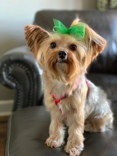 minnie.jpg
