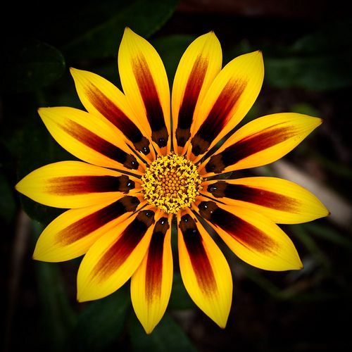 African Flower.jpg
