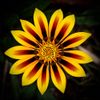 African Flower.jpg