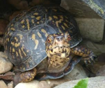 jake1.PNG