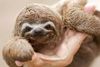 baby sloth.jpg