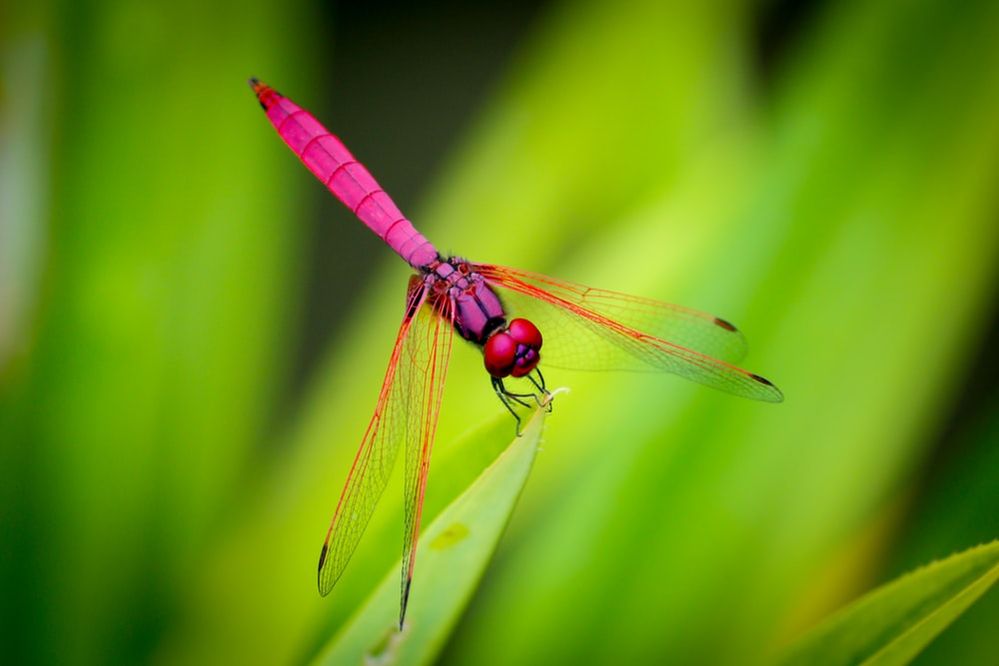 HotPinkFireFly.jpeg