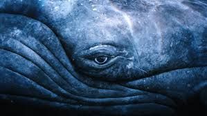 whale eye.jpg