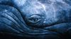 whale eye.jpg