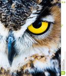 owl-eye-great-horned-bubo-virginianus-x-77337668.jpg