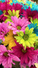 7de127faa99035bb503ba3e489f94155.png