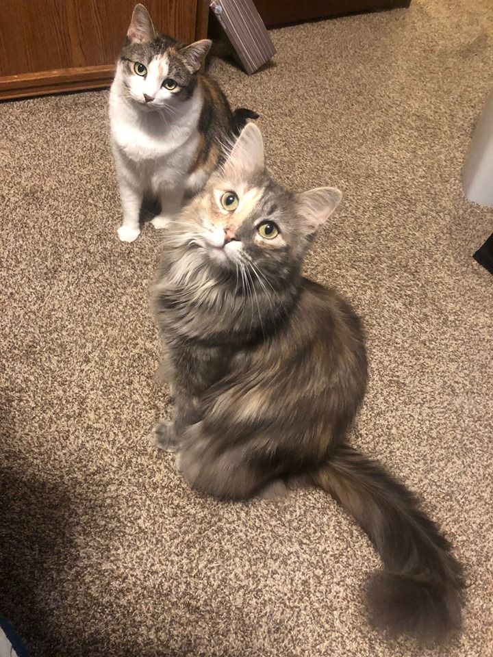 kitty 2020.jpg