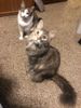kitty 2020.jpg