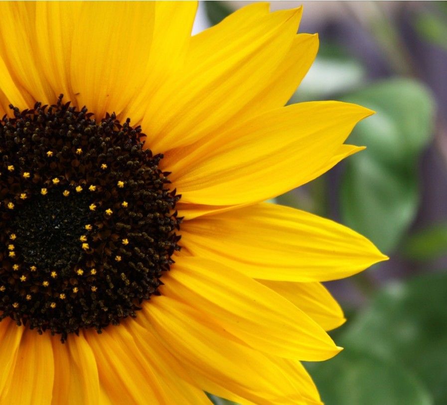 SUNFLOWER.jpg
